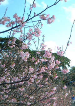 今帰仁城址の桜